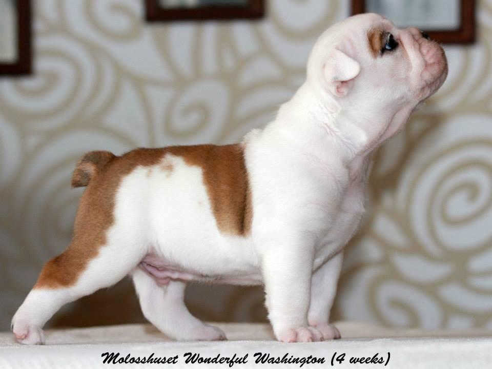 Engelsk bulldog Molosshusets Wonderfull Washington aka.Thor billede 6