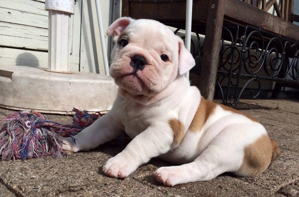 Engelsk bulldog Molosshusets Wonderfull Washington aka.Thor billede 7