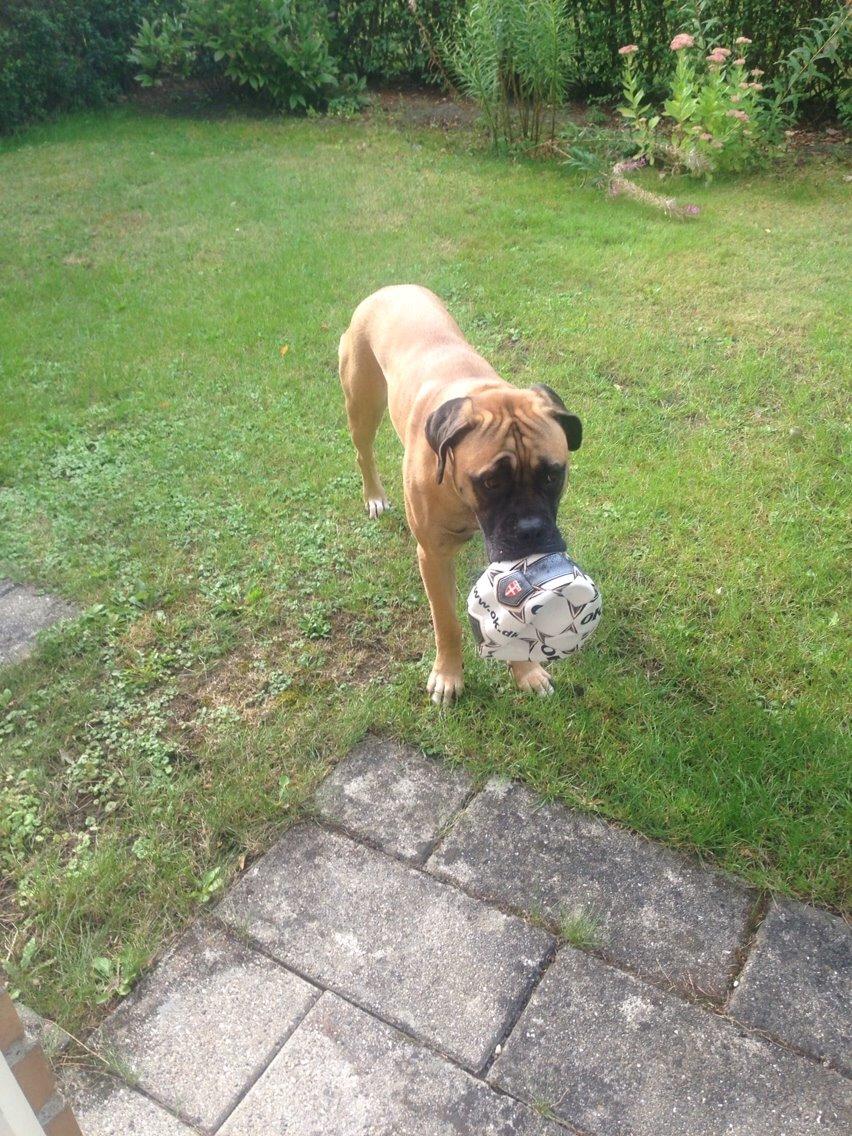 Bullmastiff Daisy billede 23