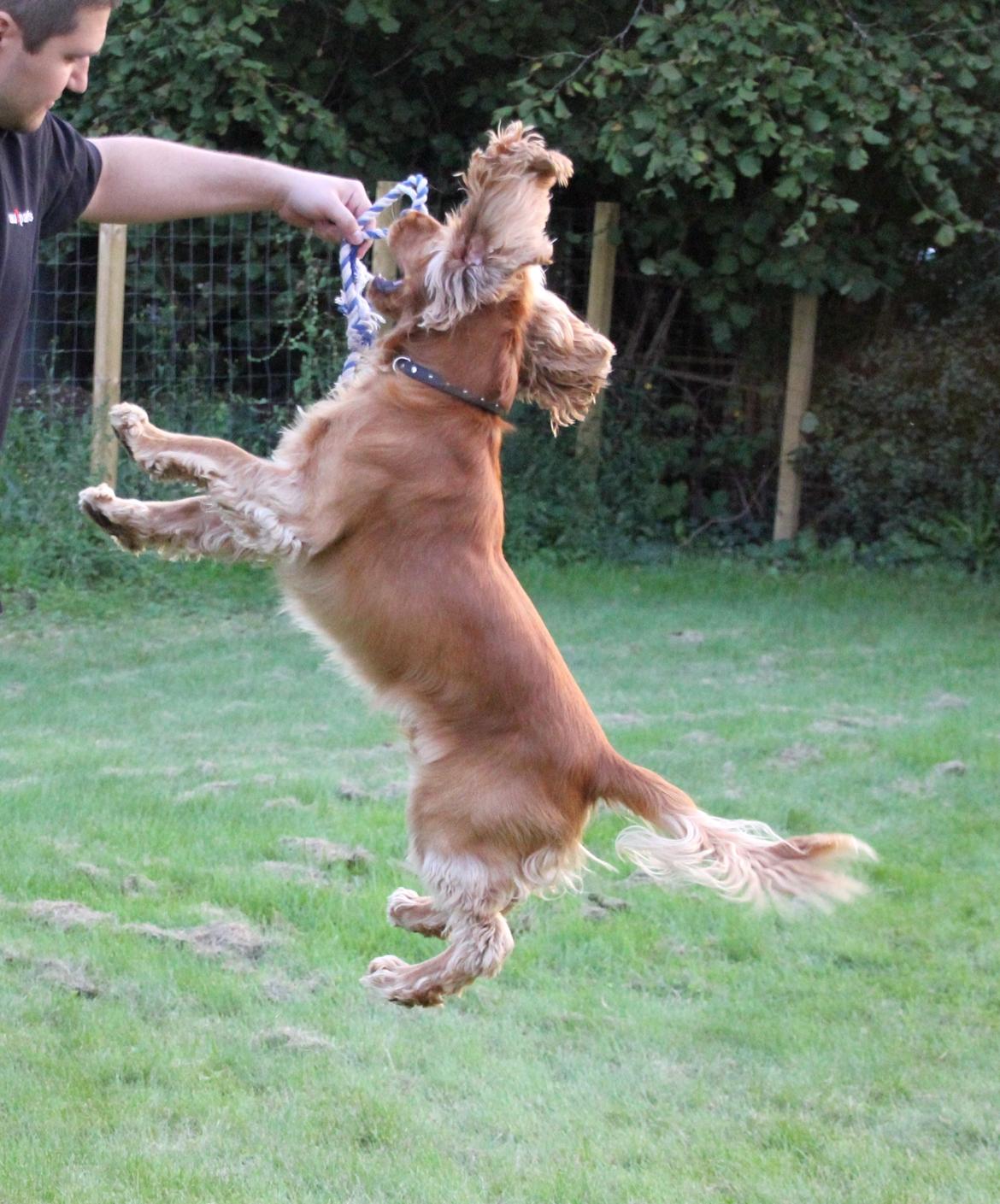 Cocker spaniel Viktor billede 11