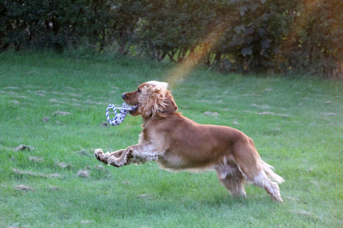 Cocker spaniel Viktor billede 12