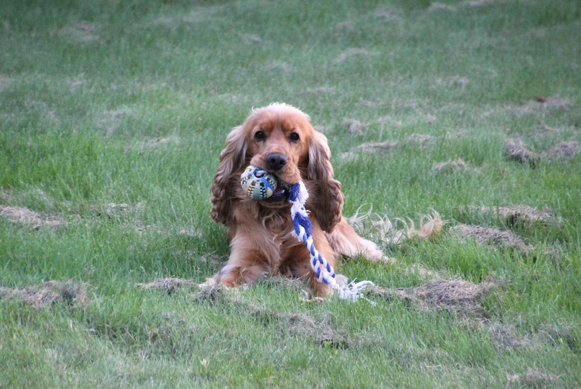 Cocker spaniel Viktor billede 13