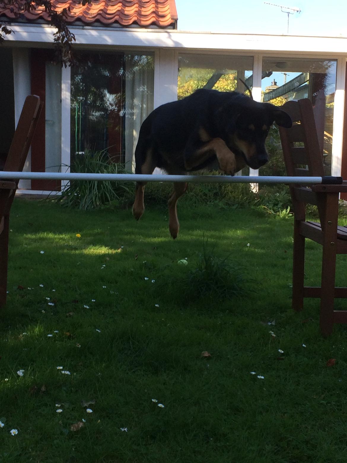 Blanding af racer Lucky - Weeee!!! Jeg elsker at springe! billede 7