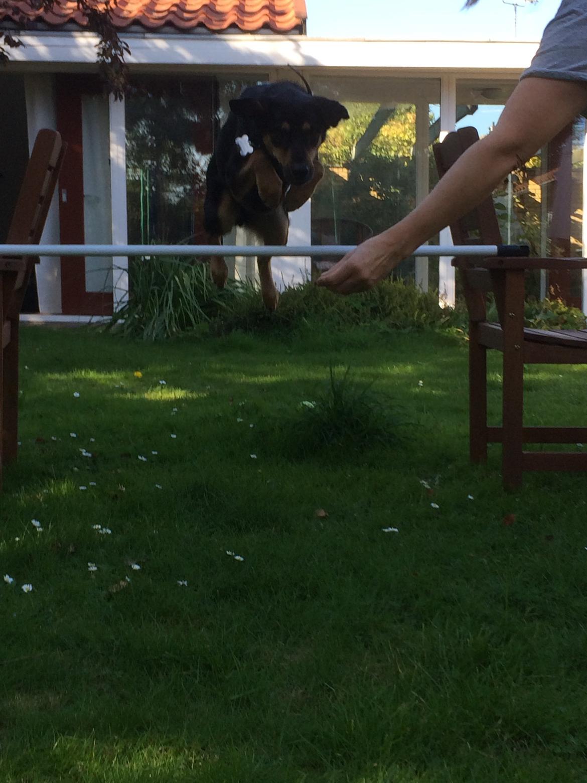 Blanding af racer Lucky - Mere spring <3 billede 24