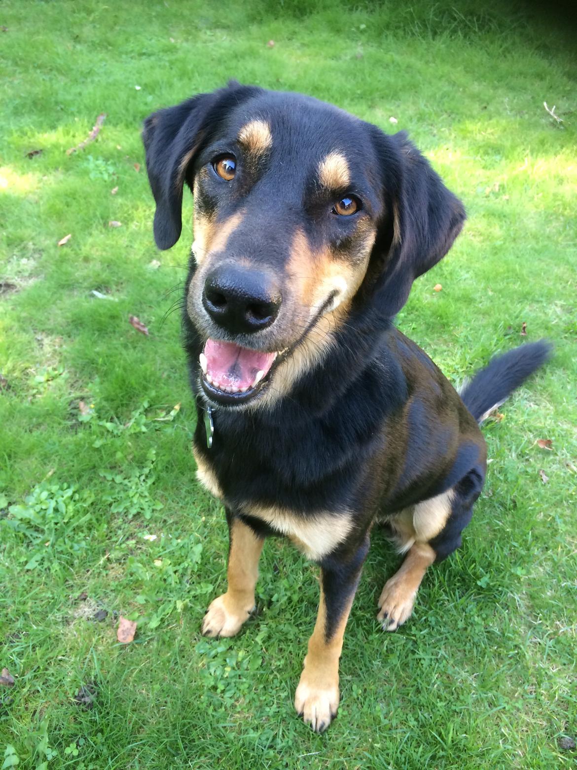 Blanding af racer Lucky billede 3