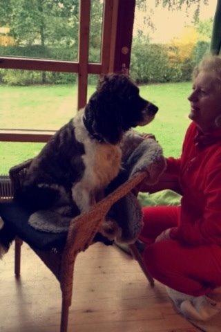 Engelsk springer spaniel Jonson billede 47