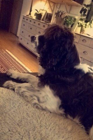 Engelsk springer spaniel Jonson billede 48