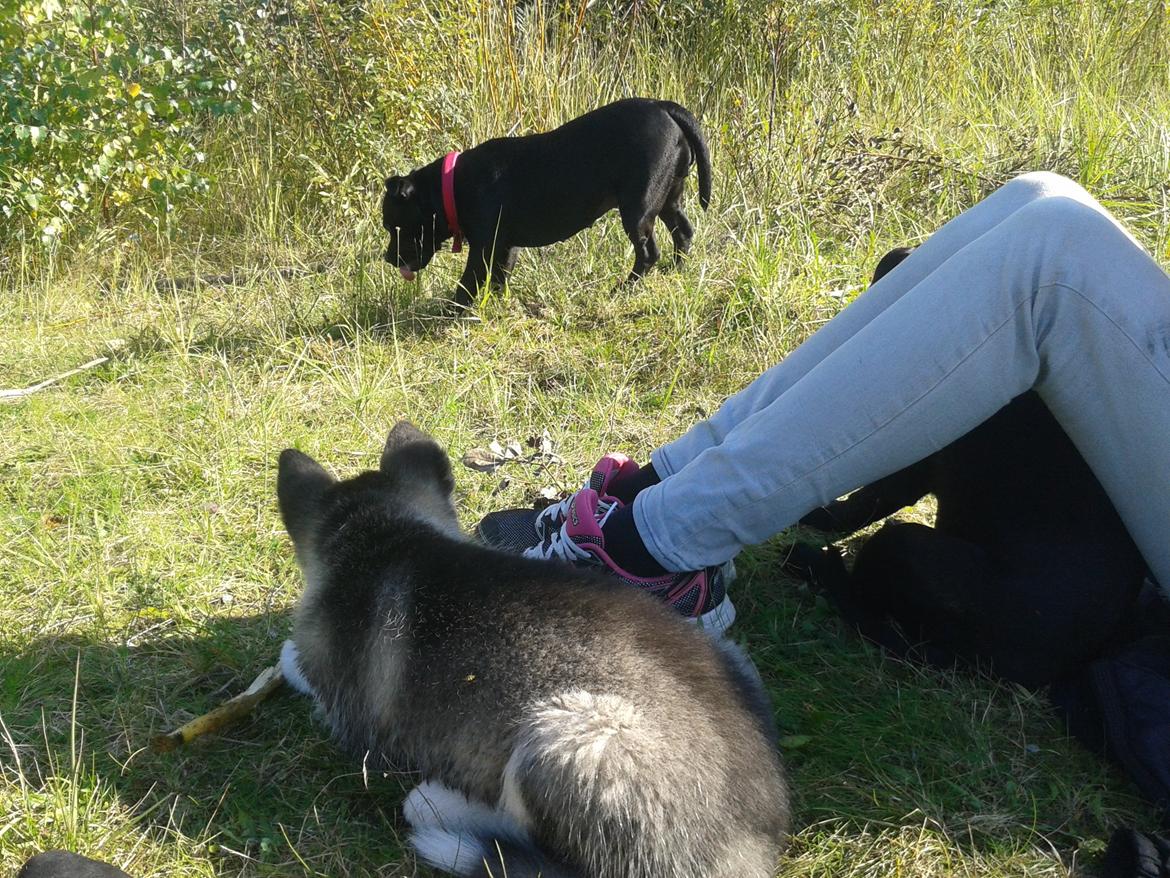 Staffordshire bull terrier Gucci. billede 30