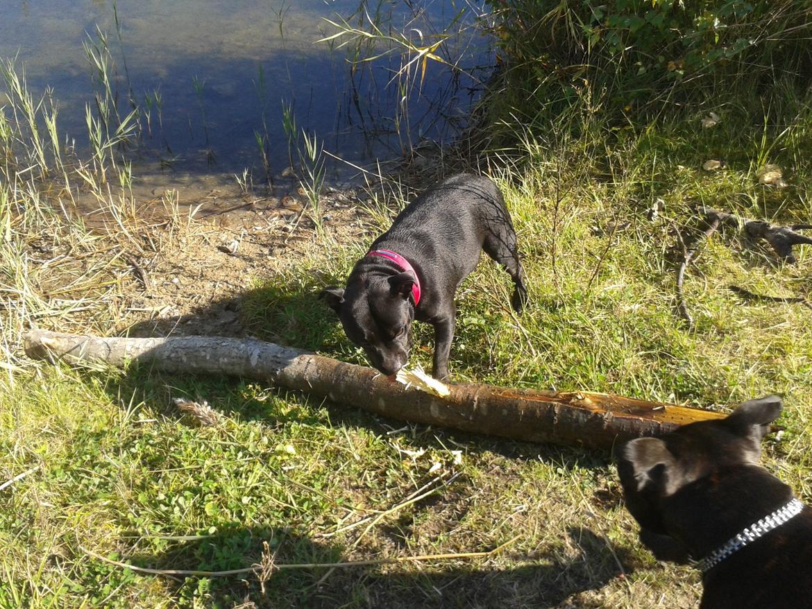 Staffordshire bull terrier Gucci. billede 31