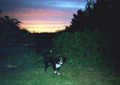 Blanding af racer Bailey Von Mokka (død) - Bailey´s sidste aften billede 9