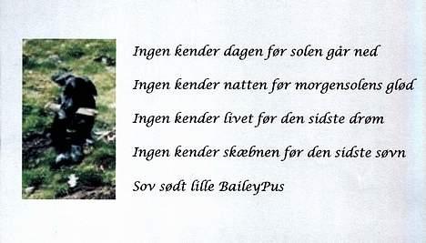 Blanding af racer Bailey Von Mokka (død) billede 10