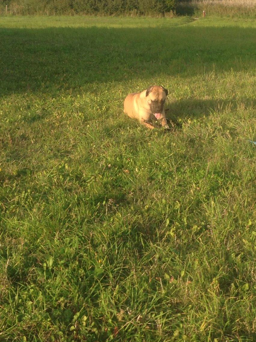 Bullmastiff Daisy billede 24