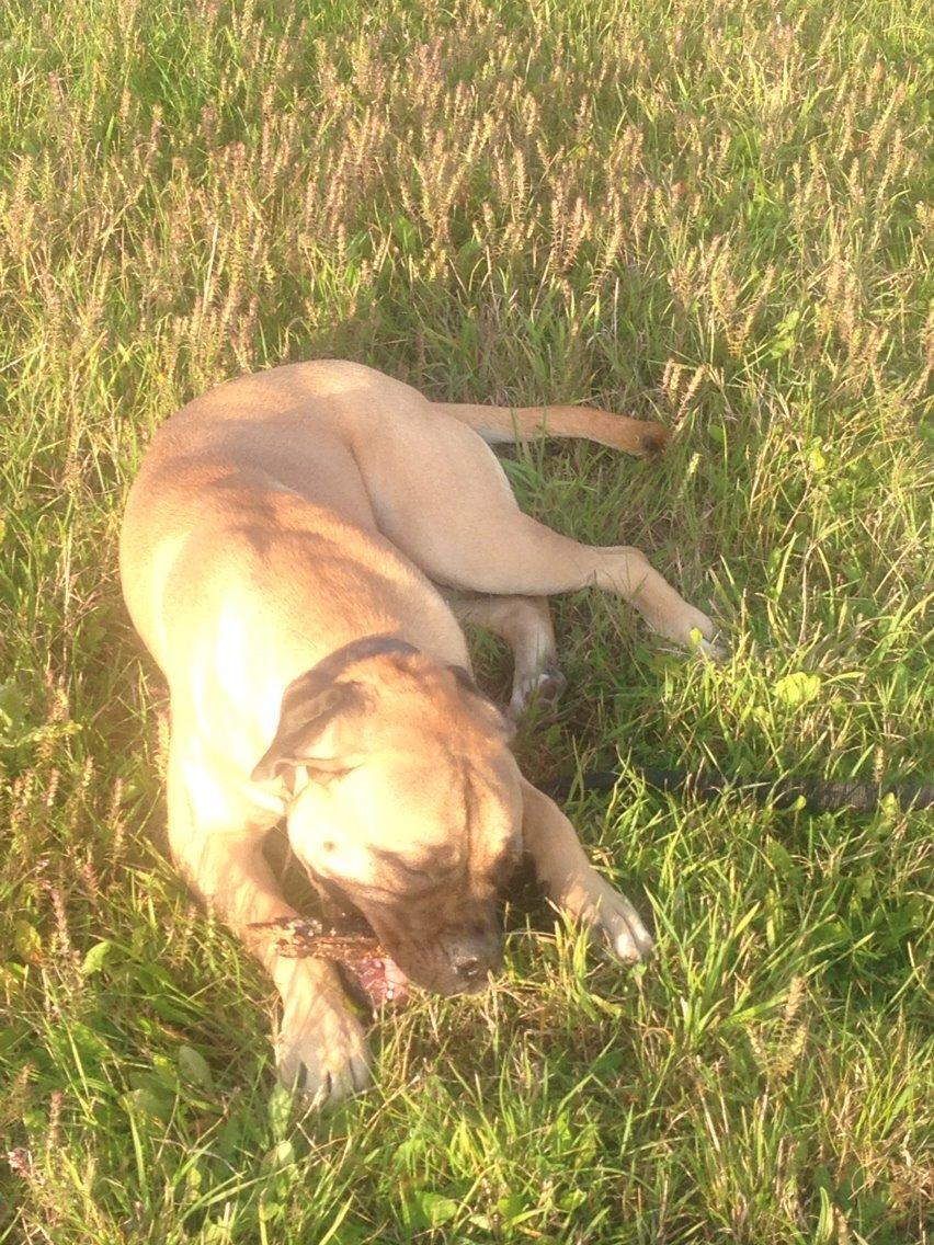 Bullmastiff Daisy billede 26
