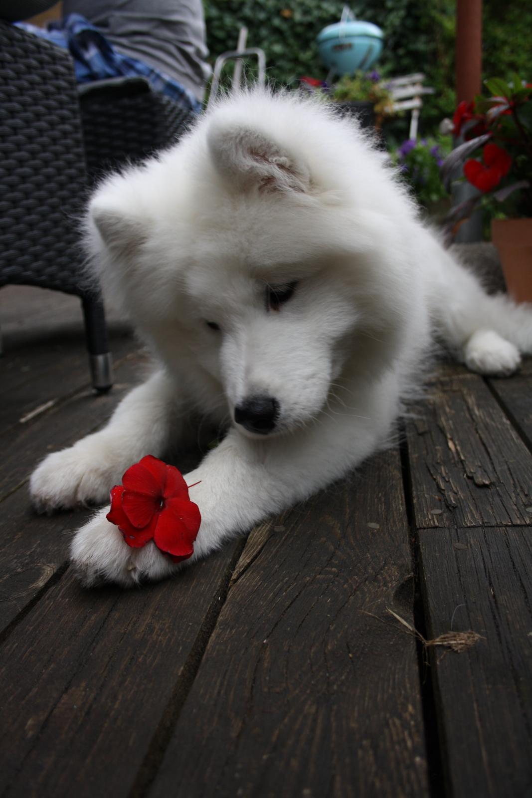 Samojedhund Whitespeciel's Blanc Bijou Raguel (Dexter) billede 4