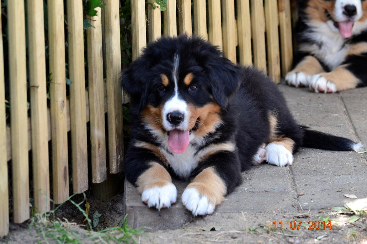 Berner sennenhund Theo billede 1