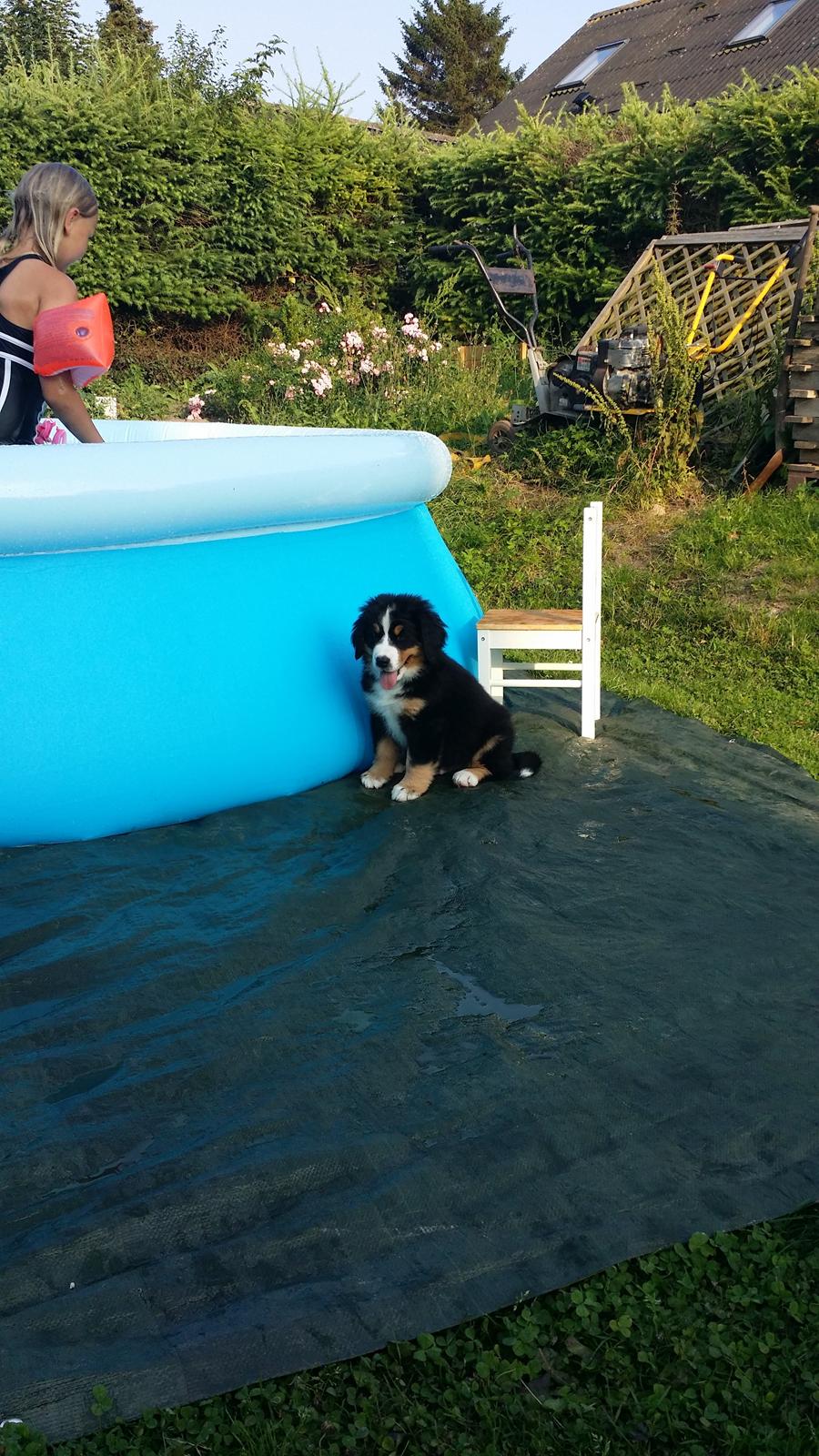 Berner sennenhund Theo billede 2