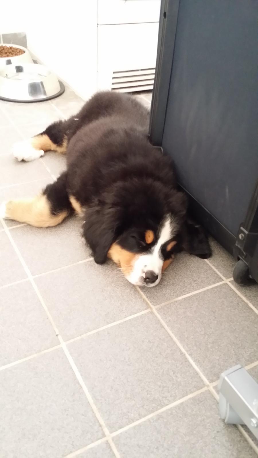 Berner sennenhund Theo billede 3