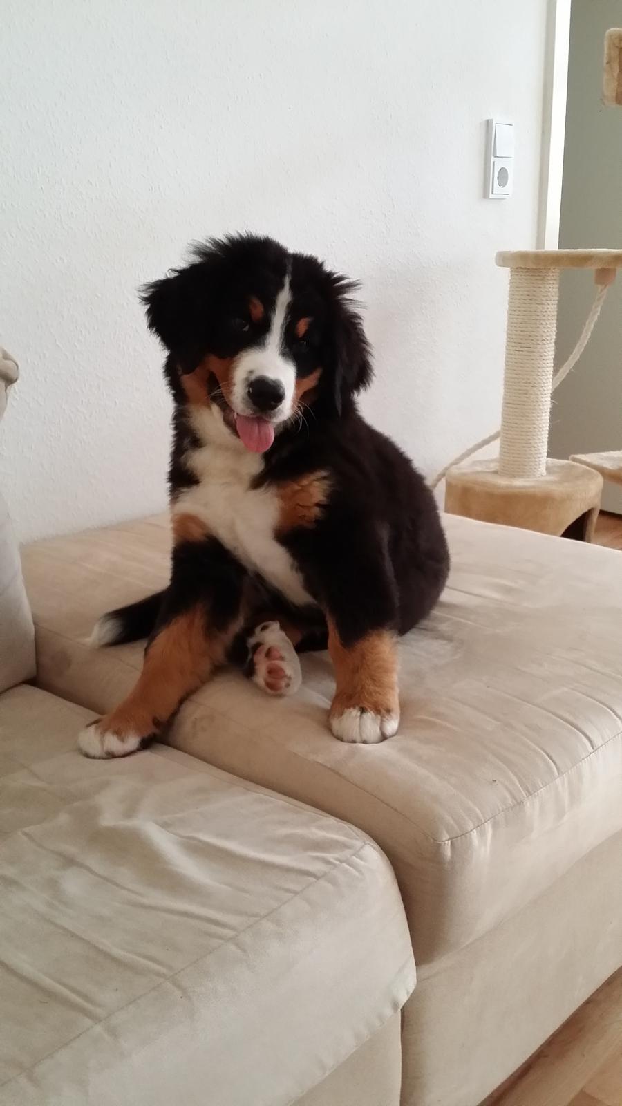 Berner sennenhund Theo billede 4