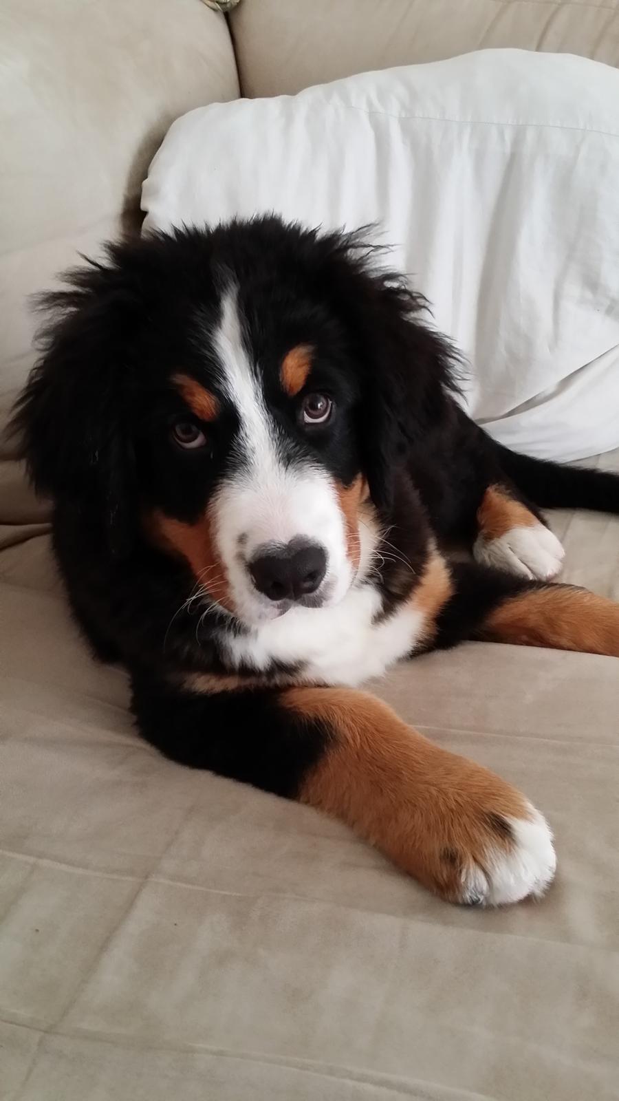 Berner sennenhund Theo billede 5