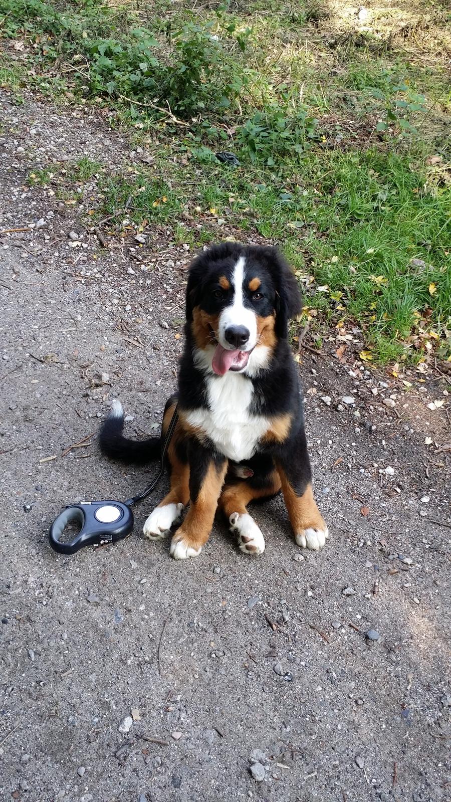Berner sennenhund Theo billede 6
