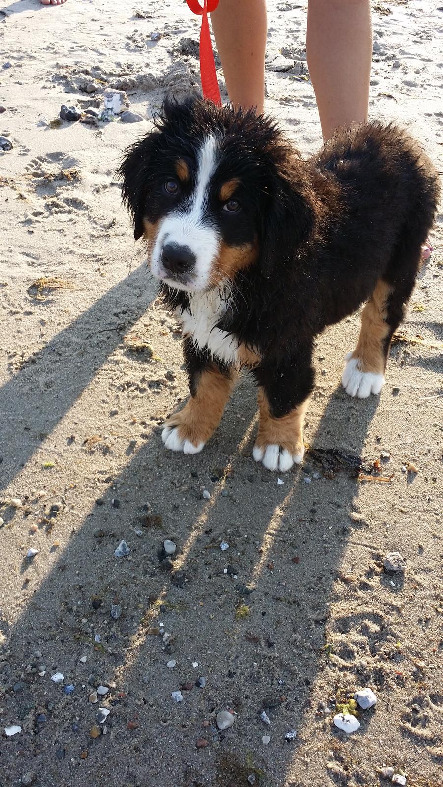 Berner sennenhund Theo billede 7