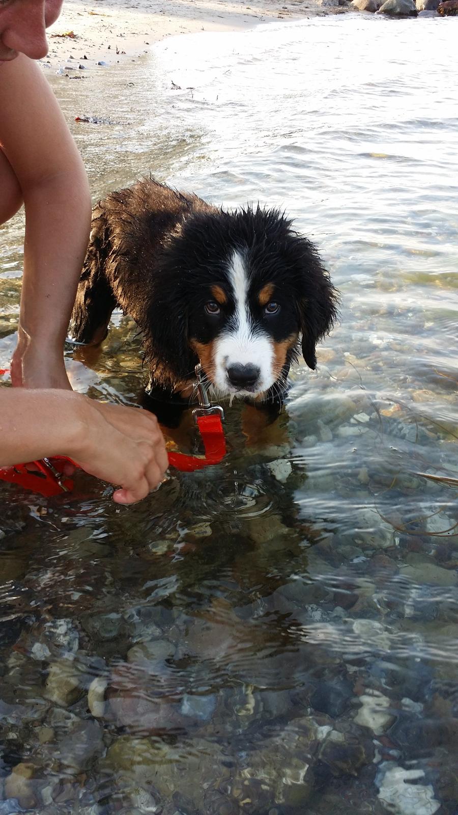 Berner sennenhund Theo billede 8