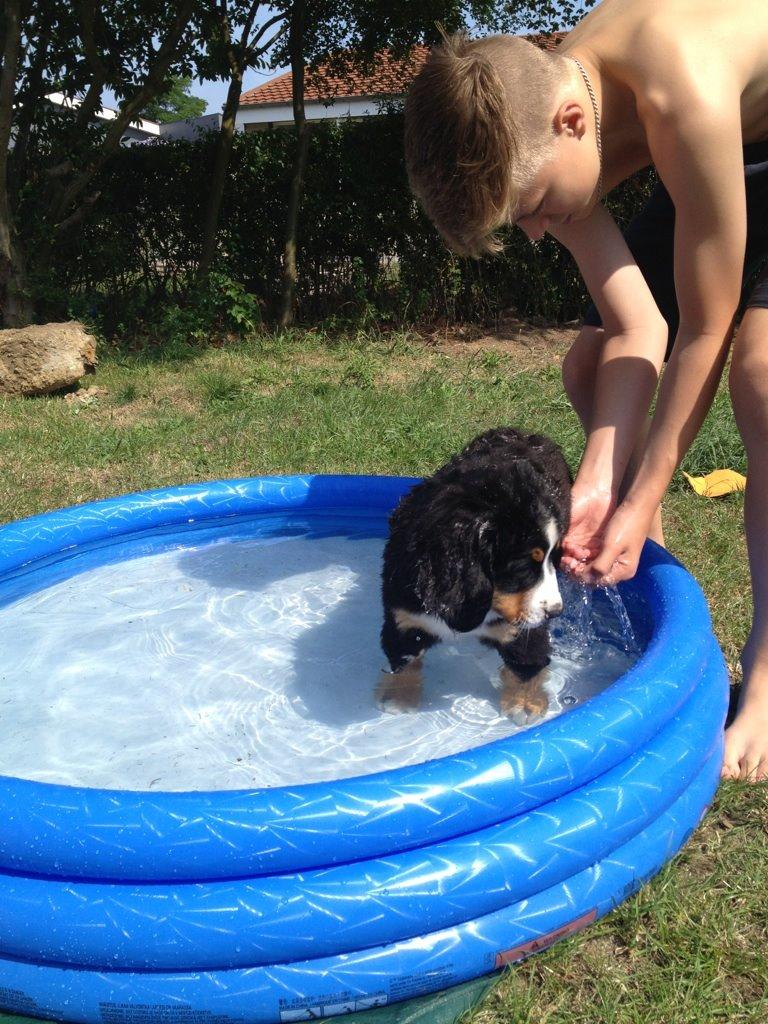 Berner sennenhund Theo billede 9