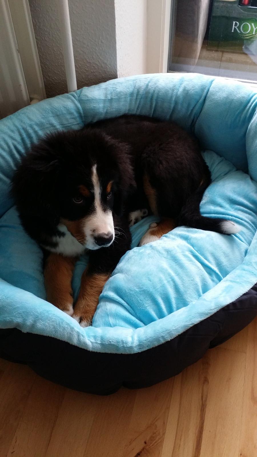 Berner sennenhund Theo billede 10