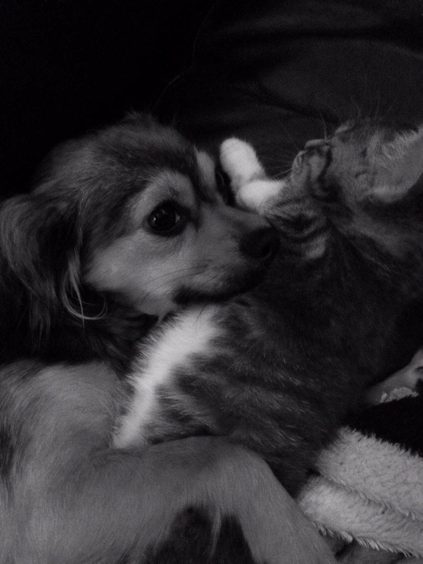 Blanding af racer Luna billede 25