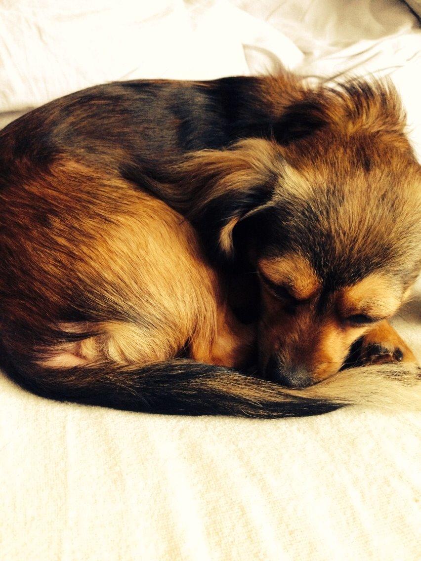 Blanding af racer Luna billede 26