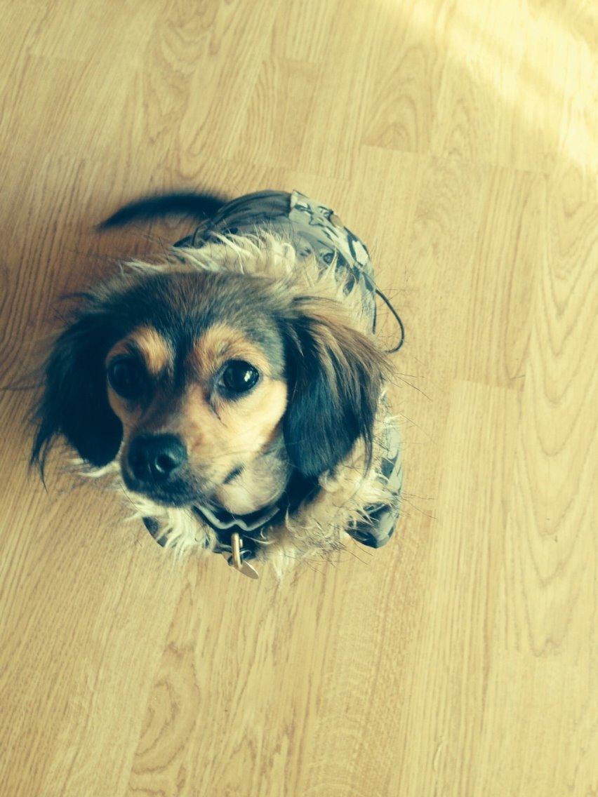 Blanding af racer Luna billede 27