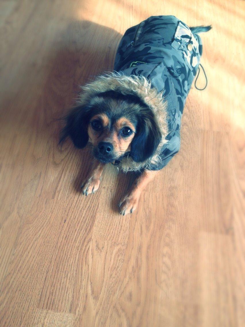 Blanding af racer Luna billede 28