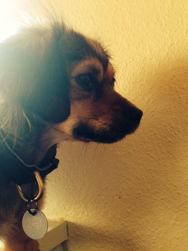 Blanding af racer Luna billede 29