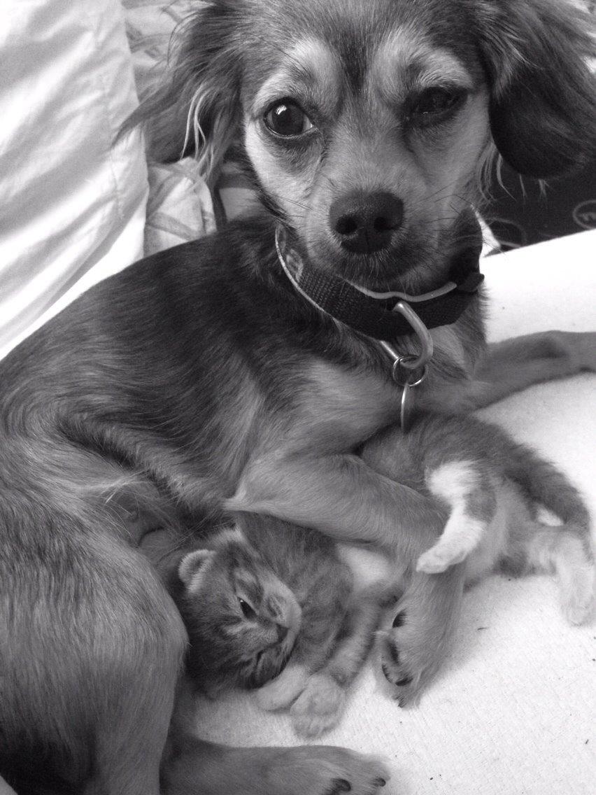 Blanding af racer Luna billede 30