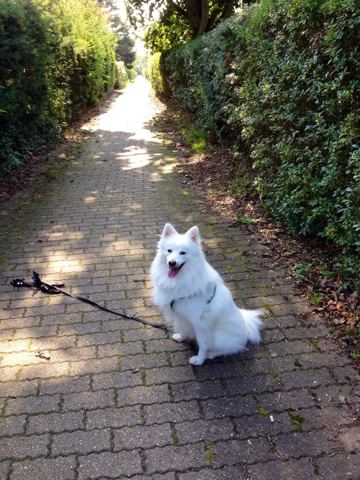 Japansk spids Kenzo billede 8