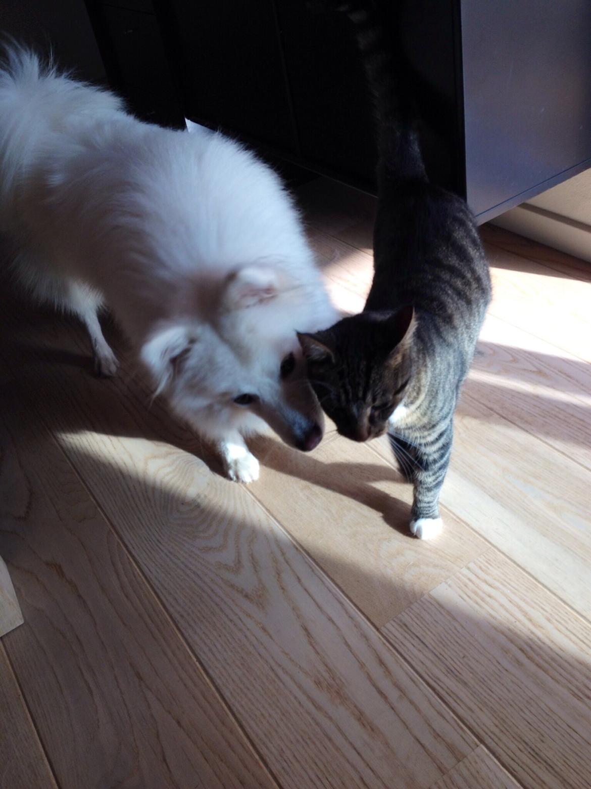 Japansk spids Kenzo billede 9