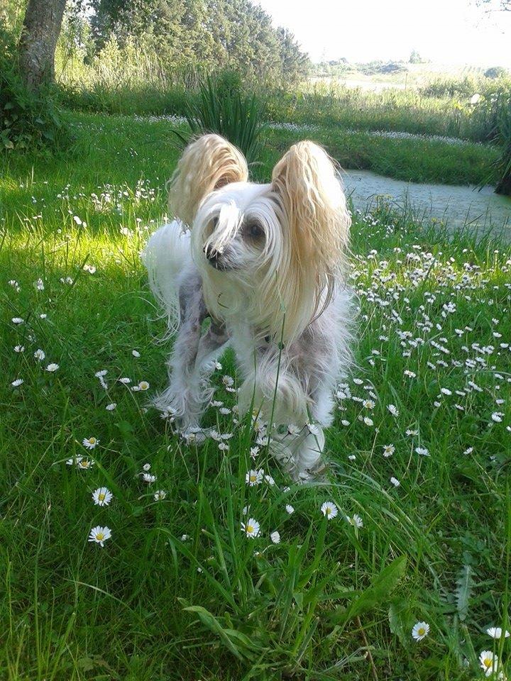 Chinese crested hårløs Malthe billede 19