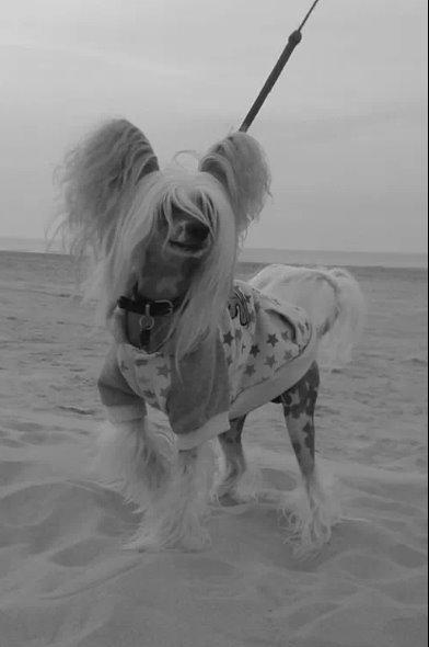 Chinese crested hårløs Malthe billede 20