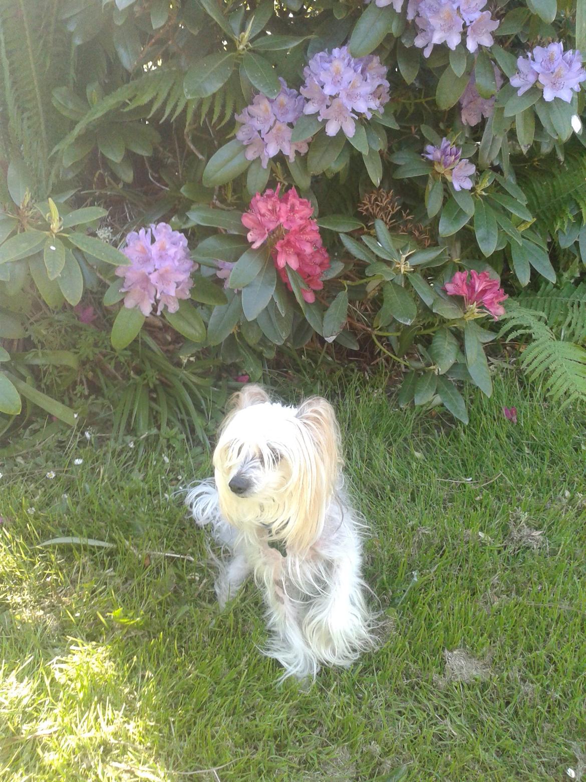 Chinese crested hårløs Malthe billede 21