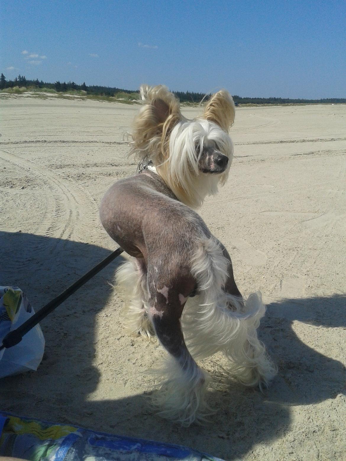 Chinese crested hårløs Malthe billede 22