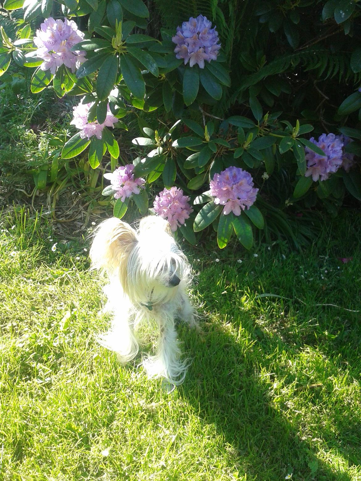 Chinese crested hårløs Malthe billede 23