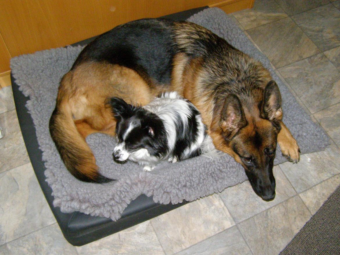 Schæferhund Øja billede 11