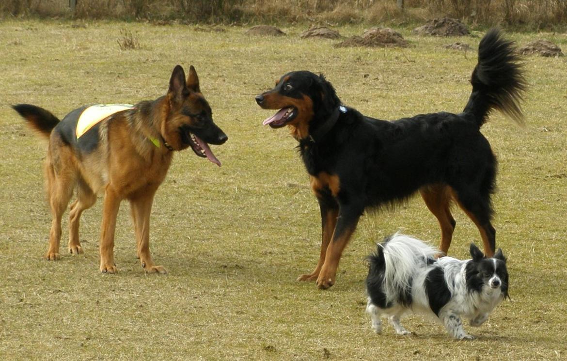 Schæferhund Øja billede 14