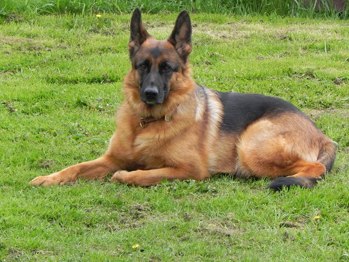 Schæferhund Øja billede 1