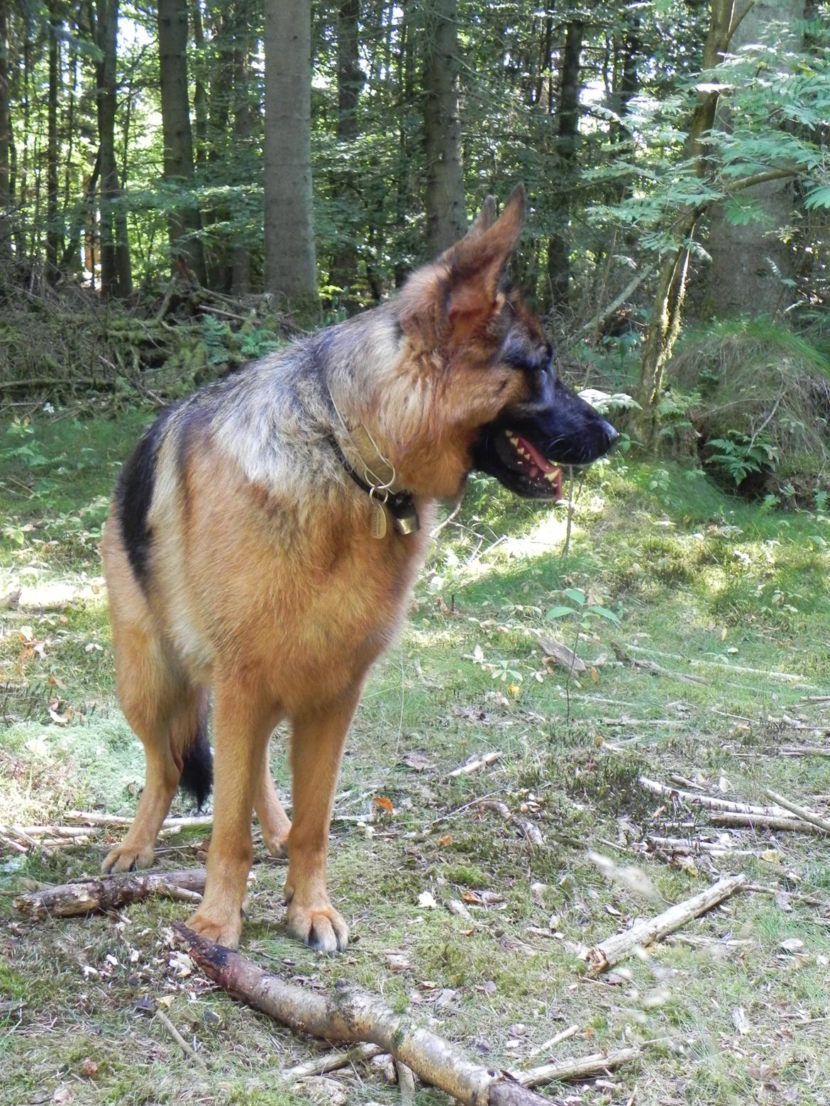 Schæferhund Øja billede 4