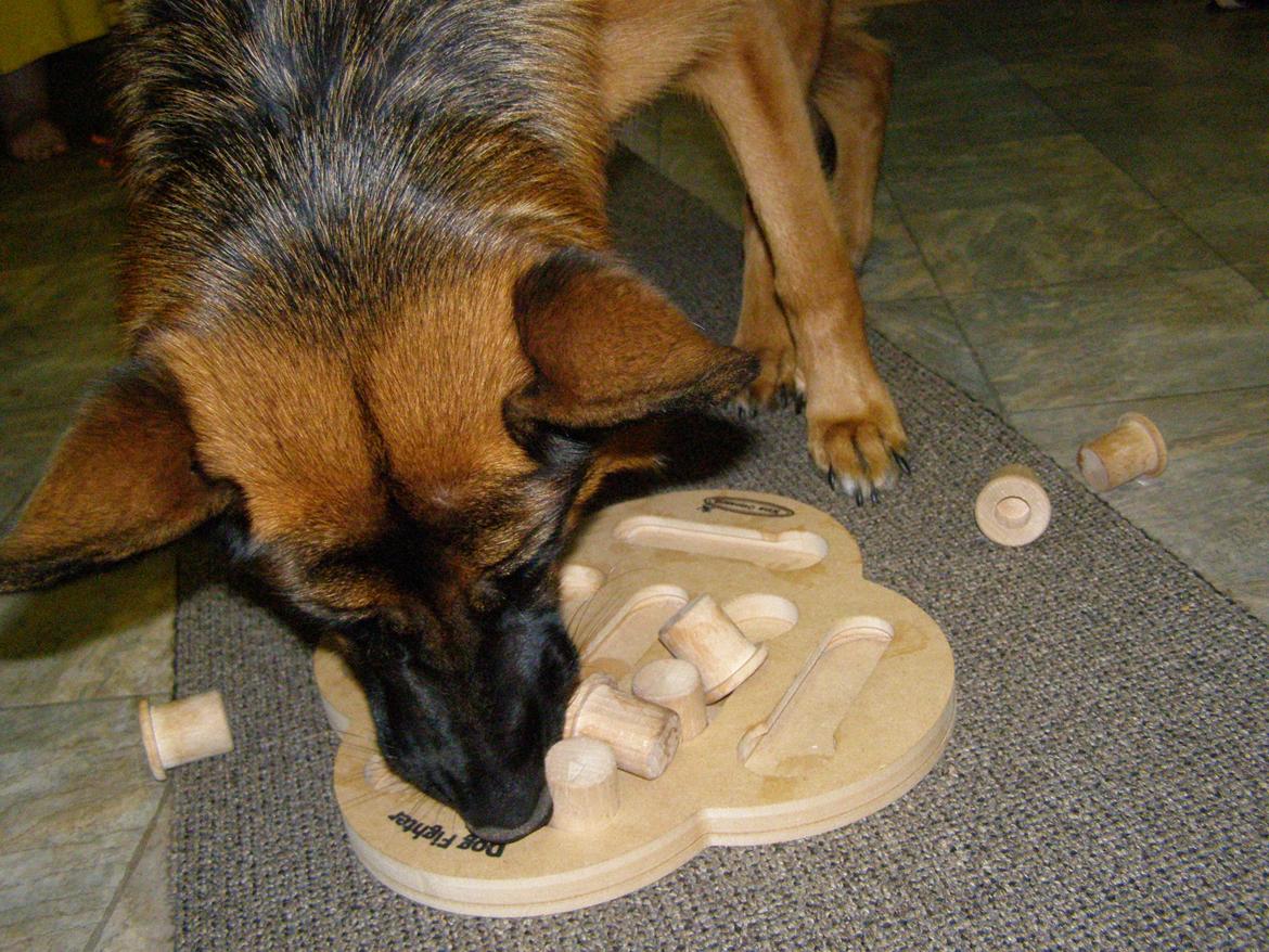 Schæferhund Øja billede 5