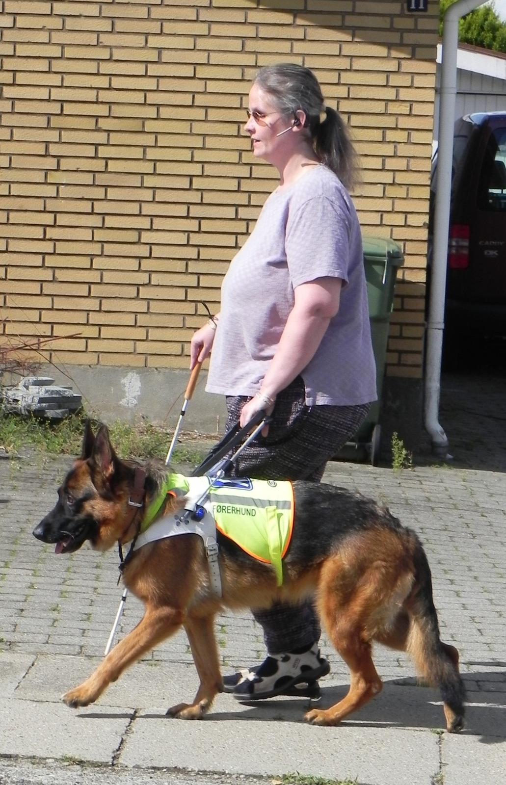 Schæferhund Øja billede 9