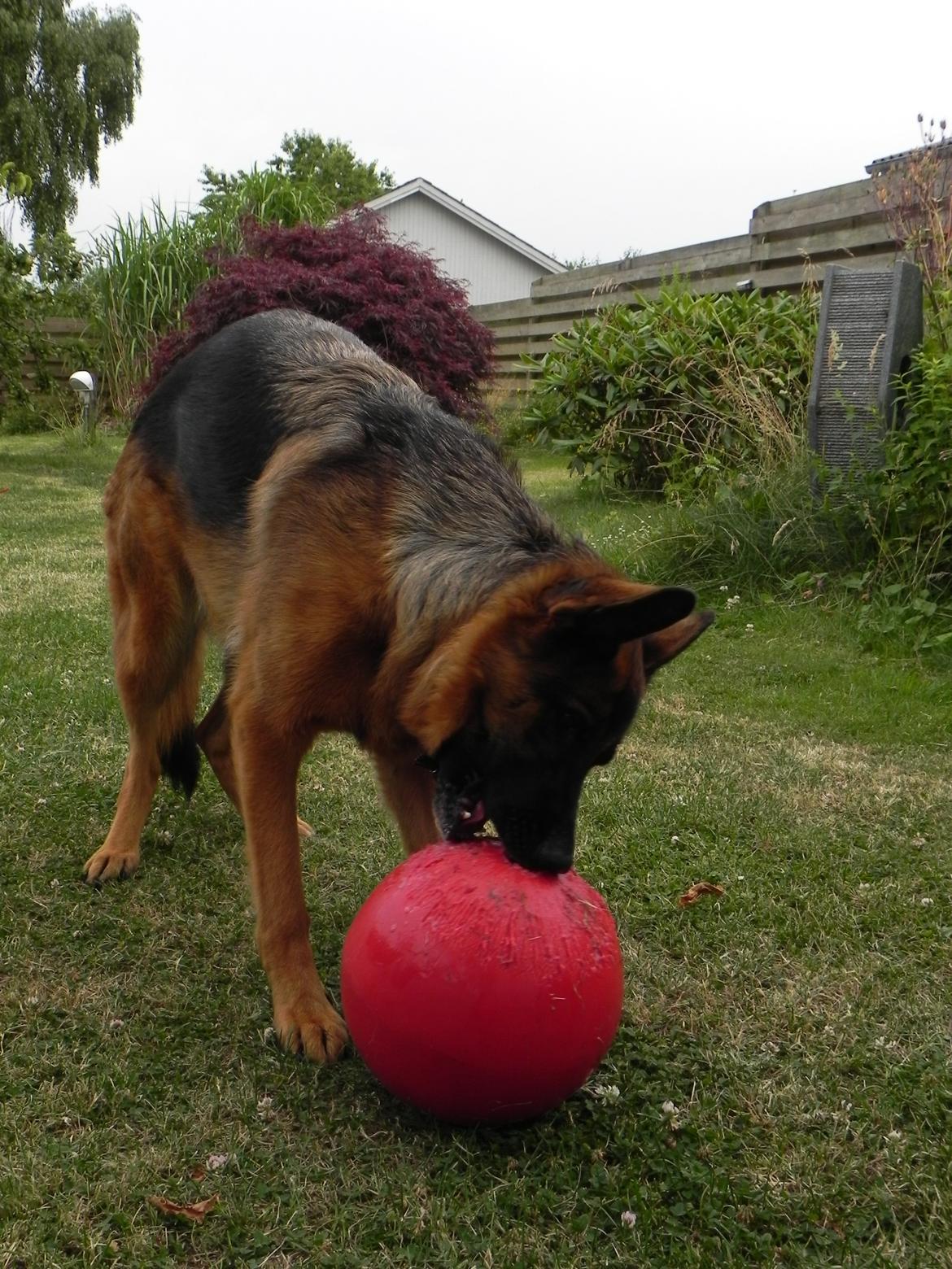 Schæferhund Øja billede 12