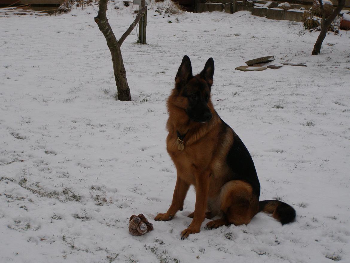 Schæferhund Øja billede 13