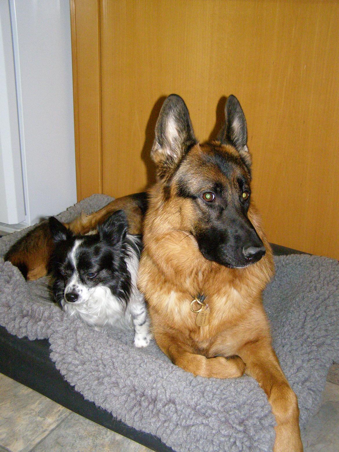 Schæferhund Øja billede 15